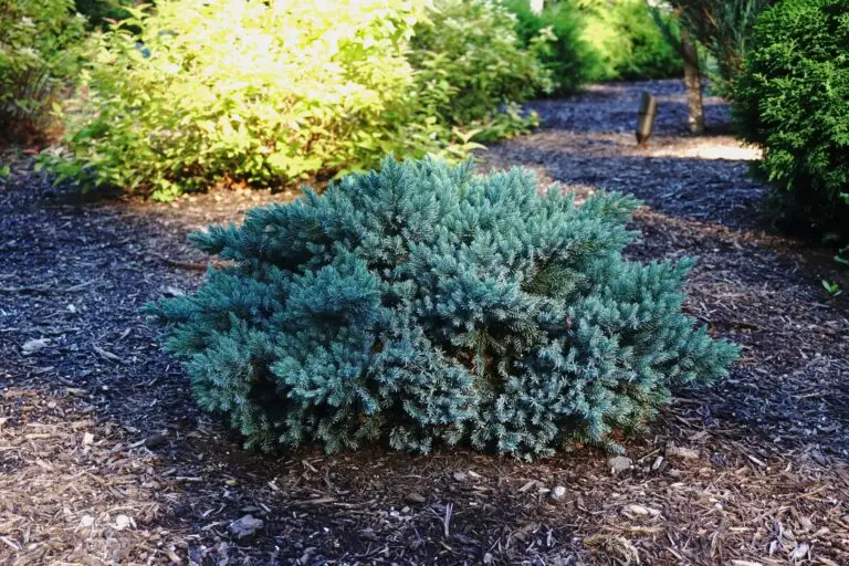 Blue Star Juniper