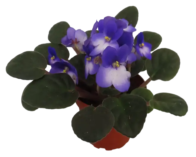 blue African Violet house plant