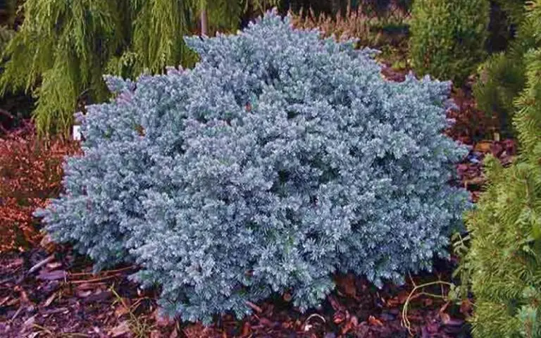 Blue star Juniper