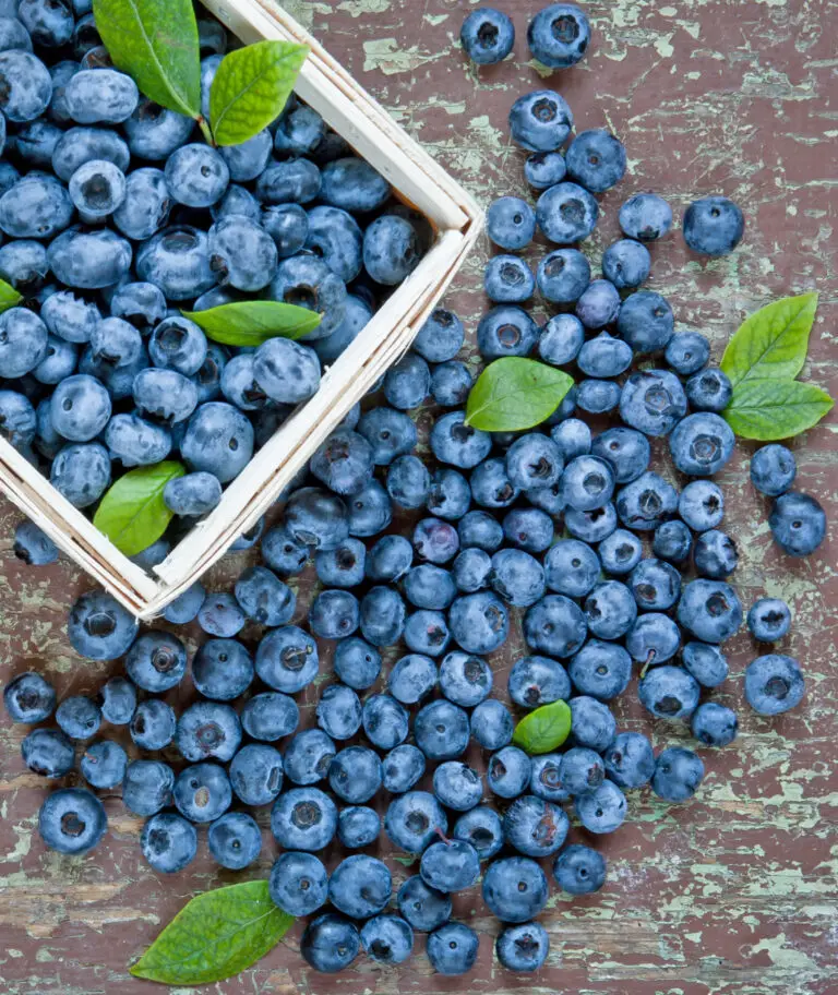 Duke Blueberry