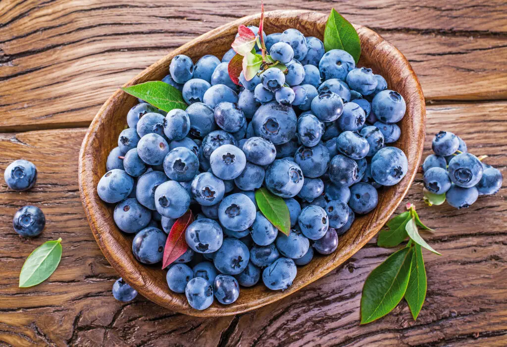 Blueray Blueberry Plants