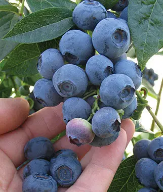 Blueray Blueberry