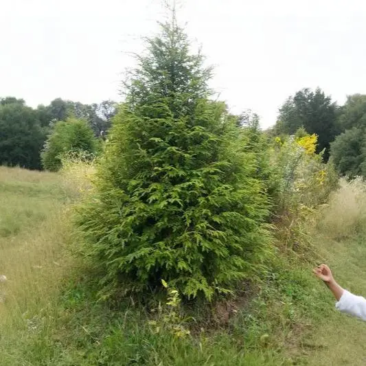 Canadian Hemlock (1)W