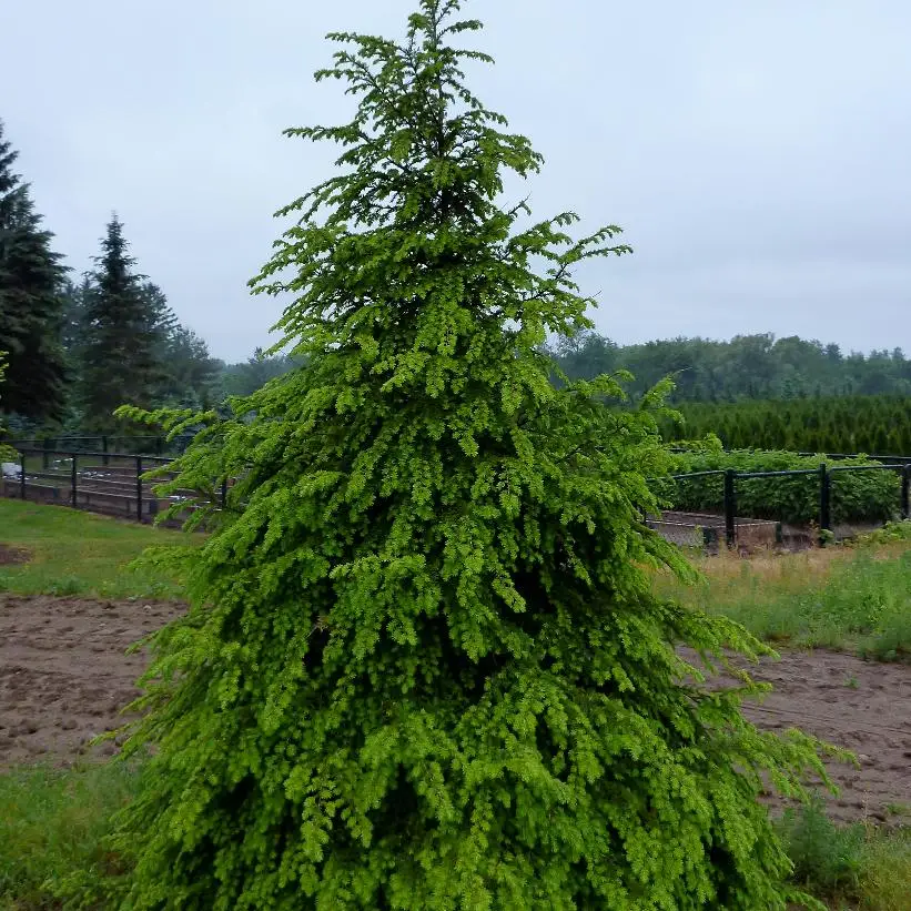 Canadian Hemlock