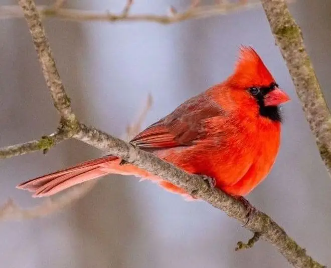 Cardinal waiting for bird feed
