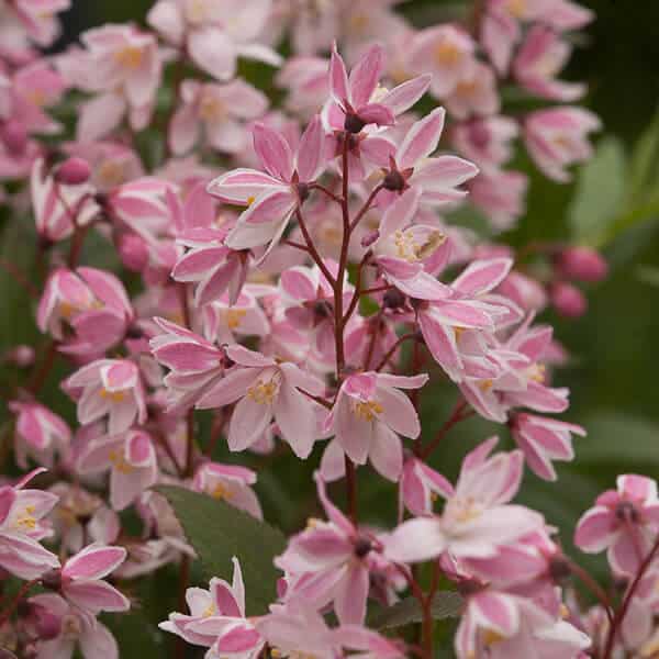 pink flowers of Yuki Cherry Blossom Deutzia