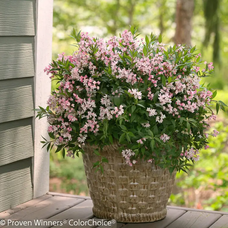 Yuki Cherry Blossom Deutzia