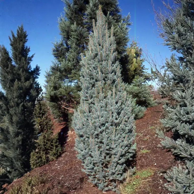 Columnar Blue Fastigiata