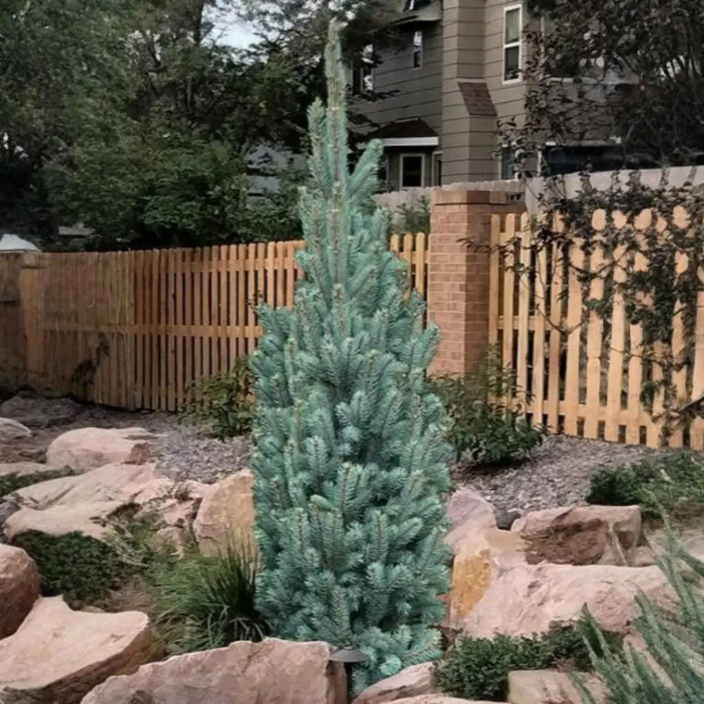 Columnar Spruce Blue Totem