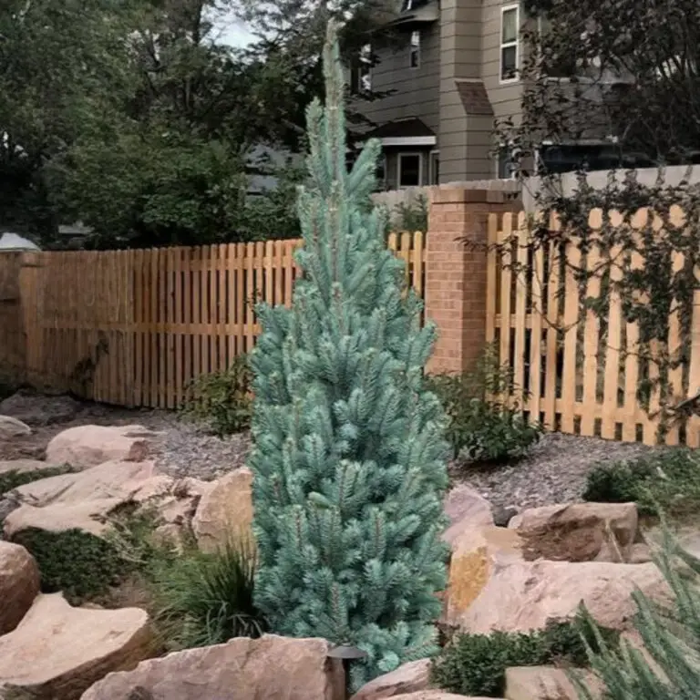 Columnar Spruce Blue Totem