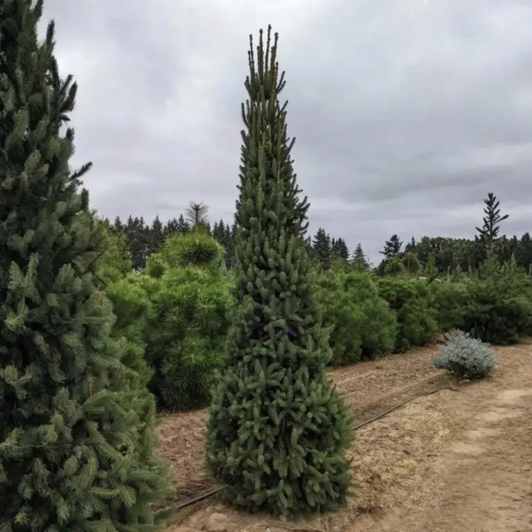 Cupressina Columnar Norway Spruce
