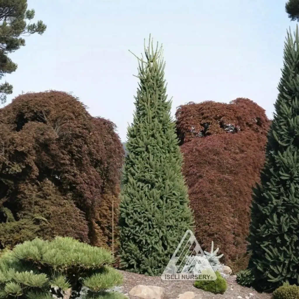 Cupressina Columnar Norway Spruce