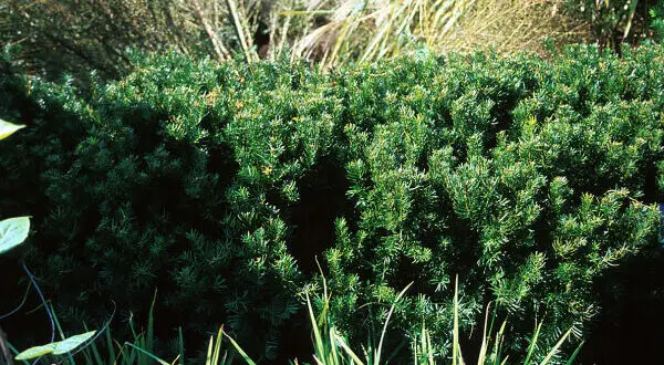 Densiformis Yew