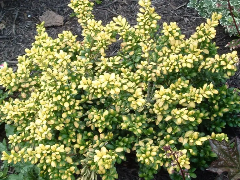 Drops Of Gold