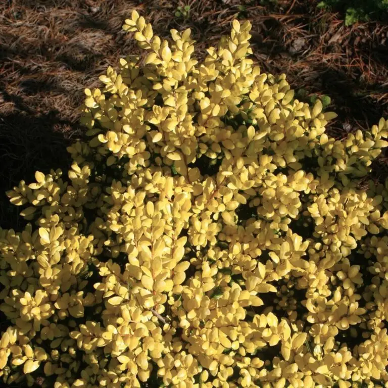 Drops of Gold