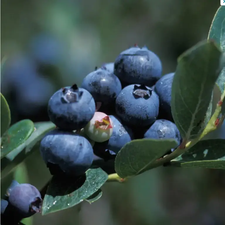 Duke Blueberry