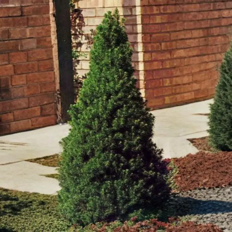 Dwarf Alberta Spruce