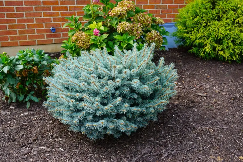 Dwarf Globe Blue Spruce
