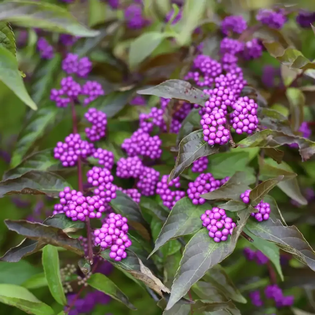 purple berries of Early Amethyst Beautyberry bush