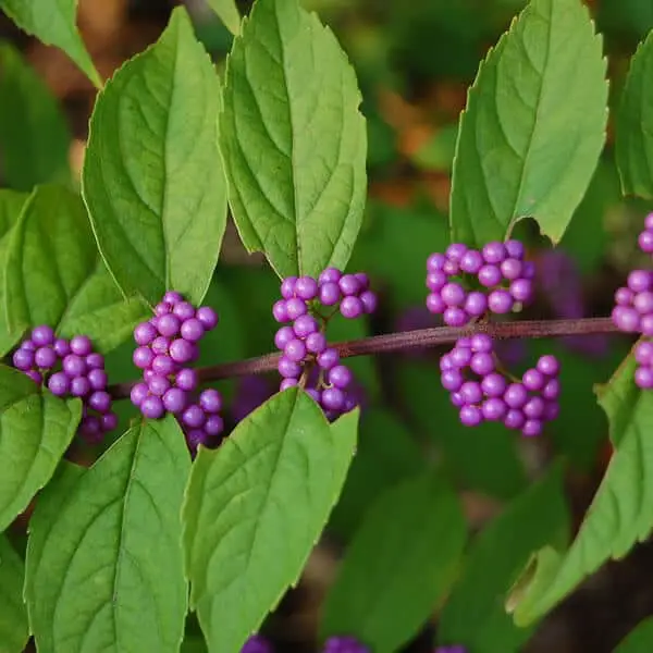 Early Amethyst Beautyberry bush