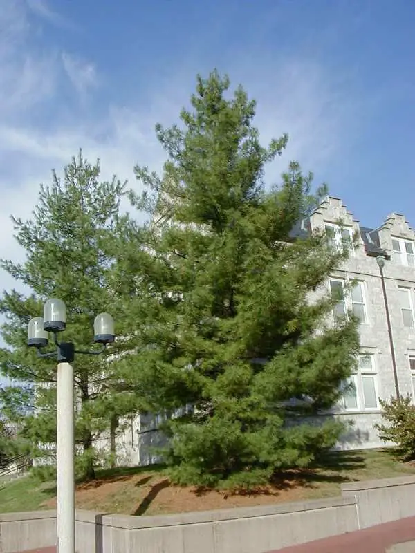 Eastern White pine