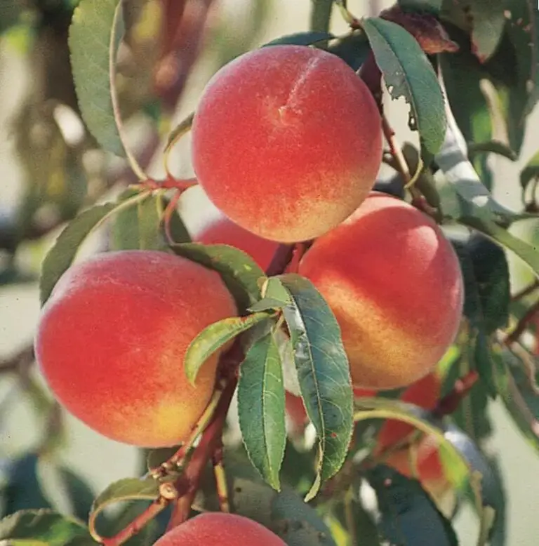 Elberta Peach