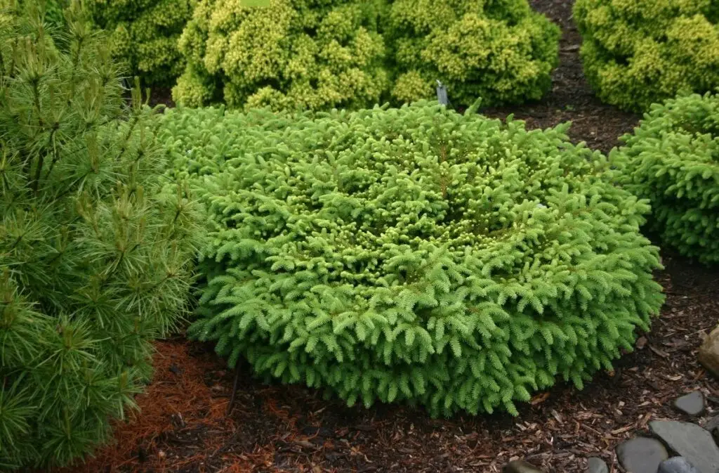 Elegans Nest Spruce