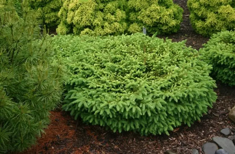 Elegans Nest Spruce