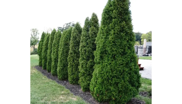 Emerald Green Arborvitae