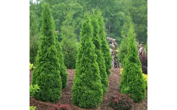 Emerald Green Arborvitae