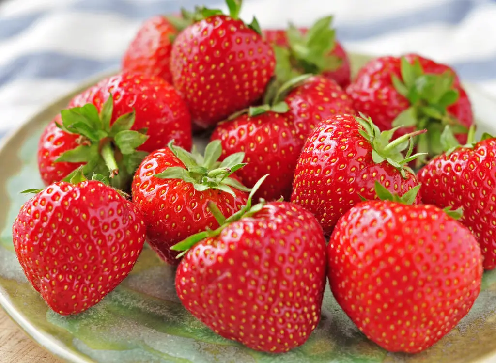 Eversweet Strawberry Plants