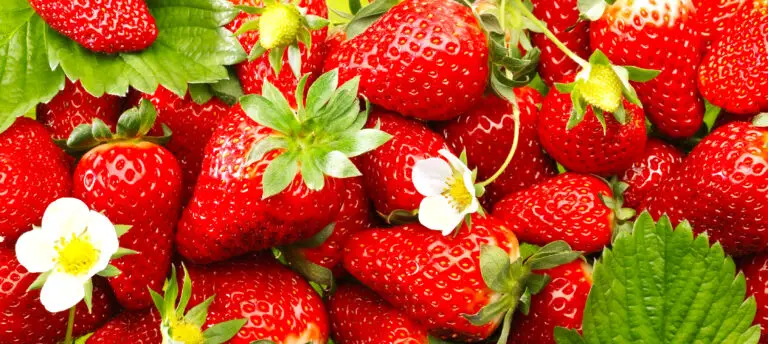 A lot of strawberry Plants