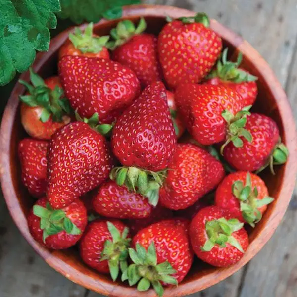 Seascape Strawberry Plants