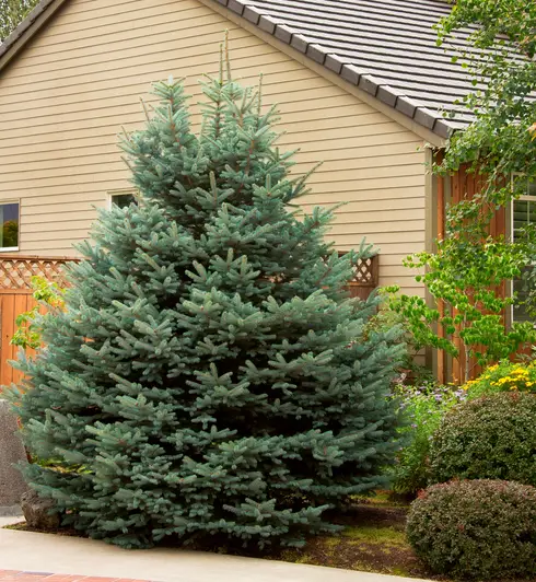 Fat Albert Blue Spruce