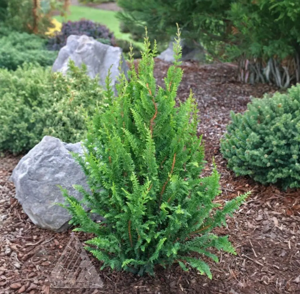 Fernspray Green