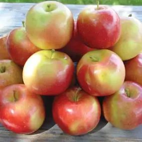 Fuji Apple