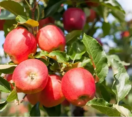 Gala Apple Tree