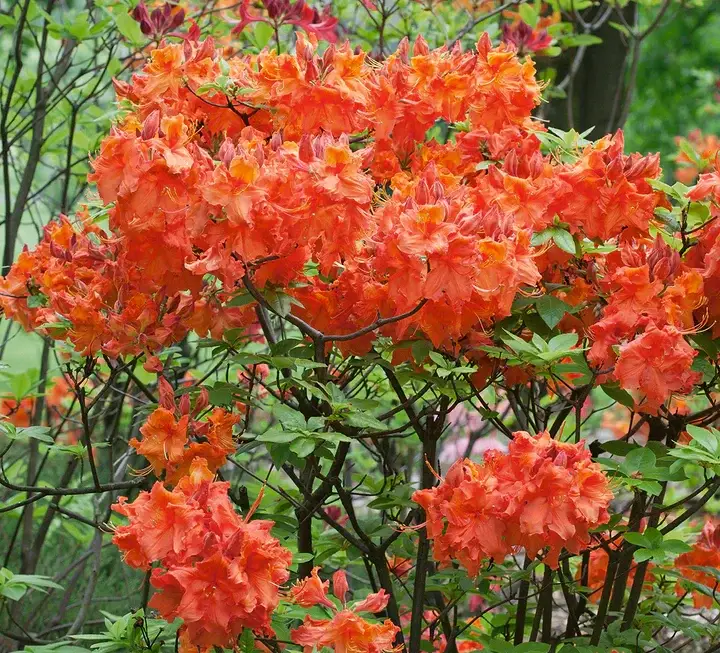 Orange flowers of Gibraltar Exbury Azalea