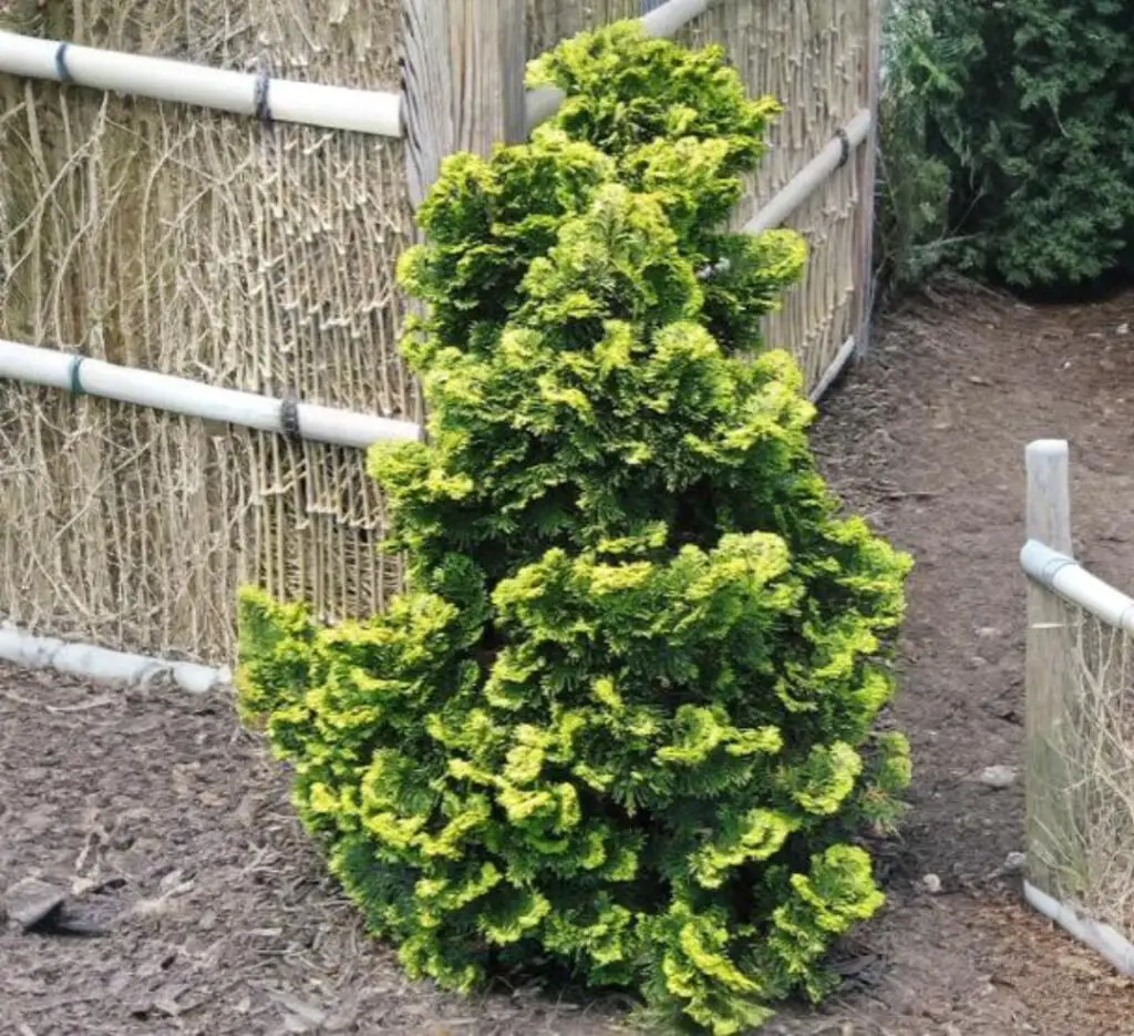 Golden Hinoki Cypress