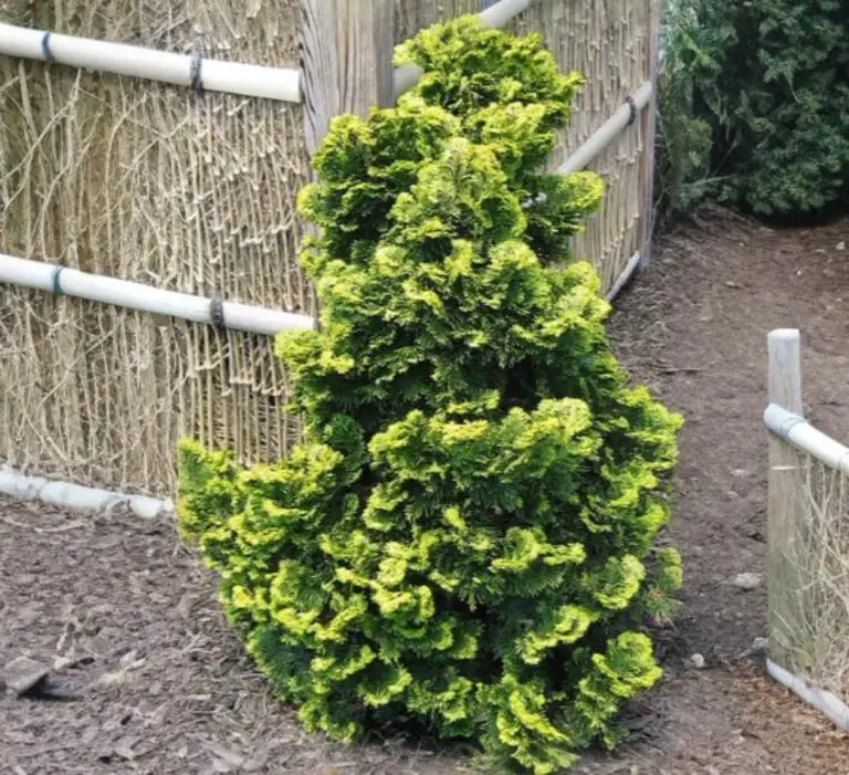 Gold Hinoki
