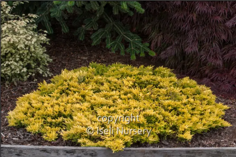 Gold Strike Juniper