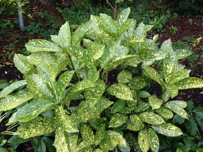 Goldstrike Aucuba