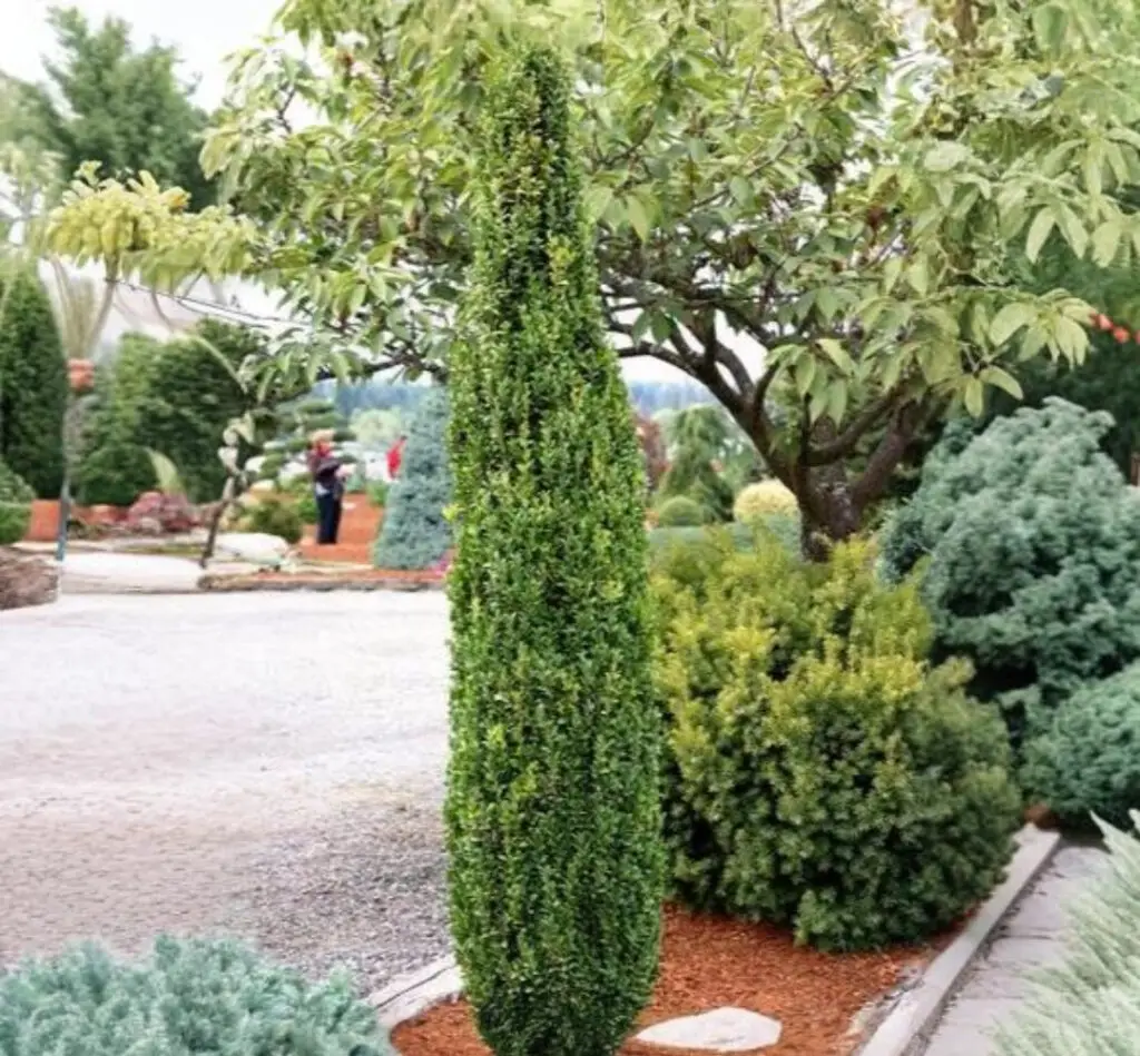 Graham Blandy Boxwood