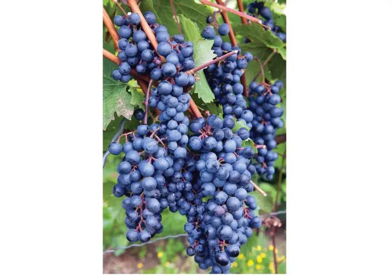 grapes growing on the vine in a vinyard