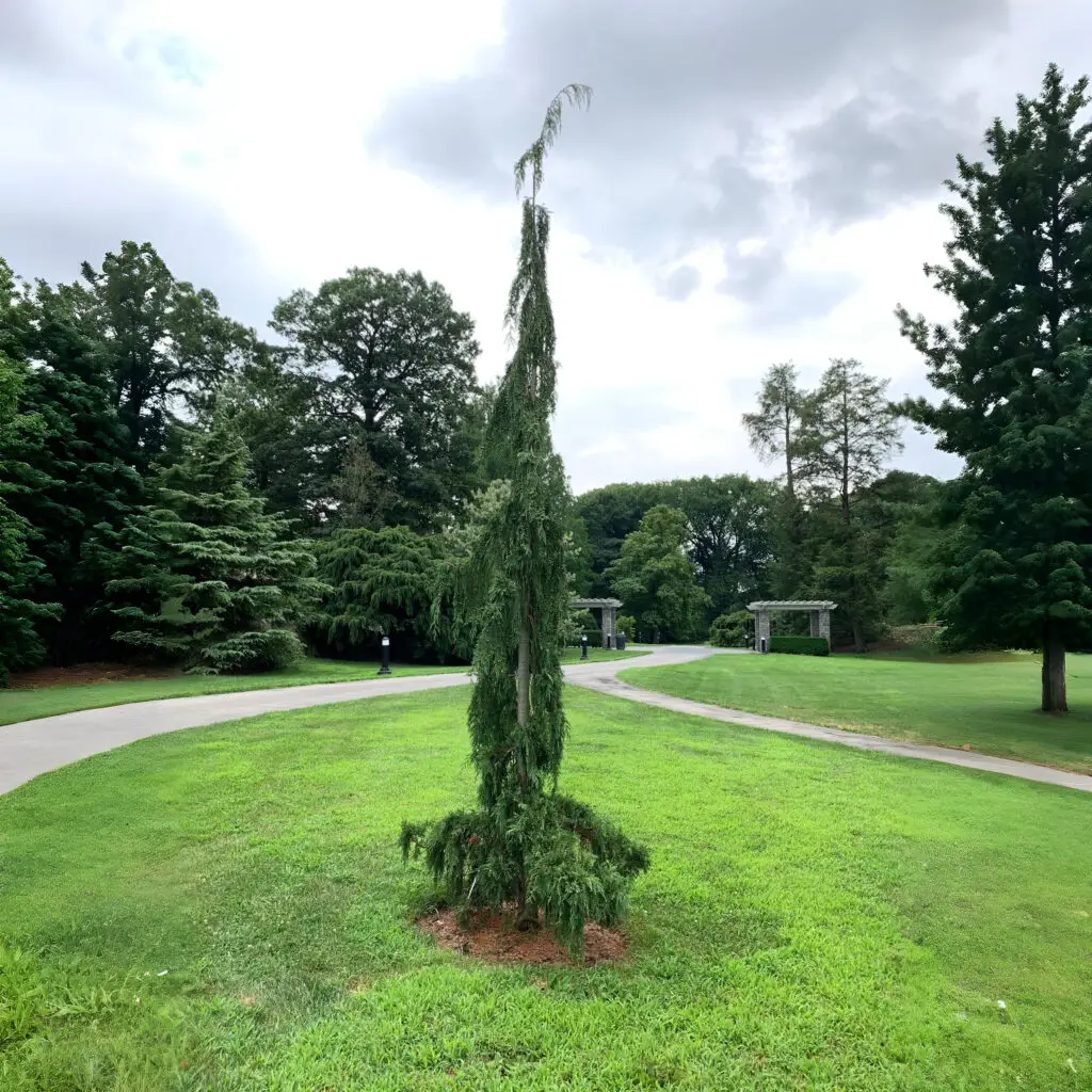 Green Arrow Weeping Alaskan Cedar