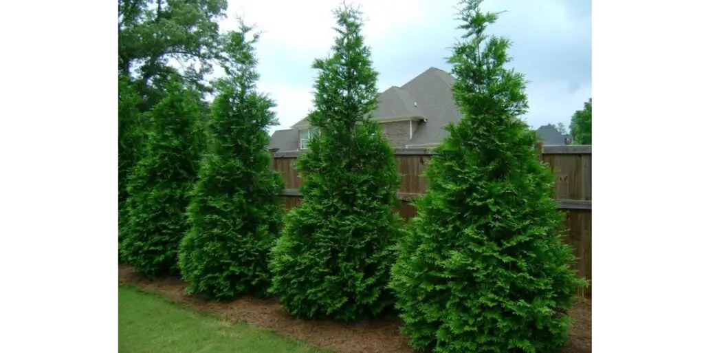 Green Giant Arborvitae