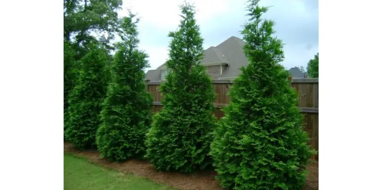 Green Giant Arborvitae
