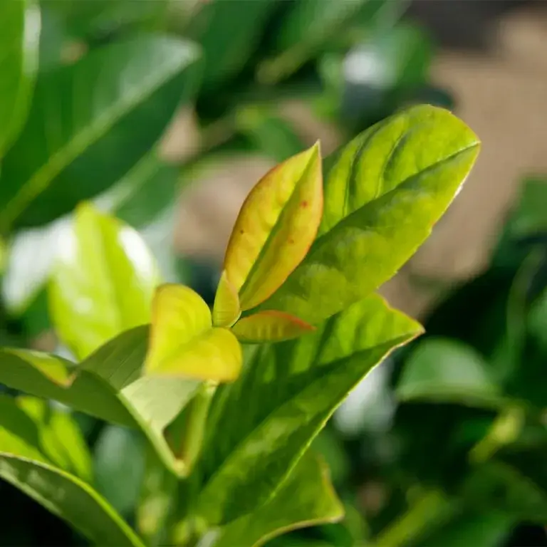 Green Goblet Laurel