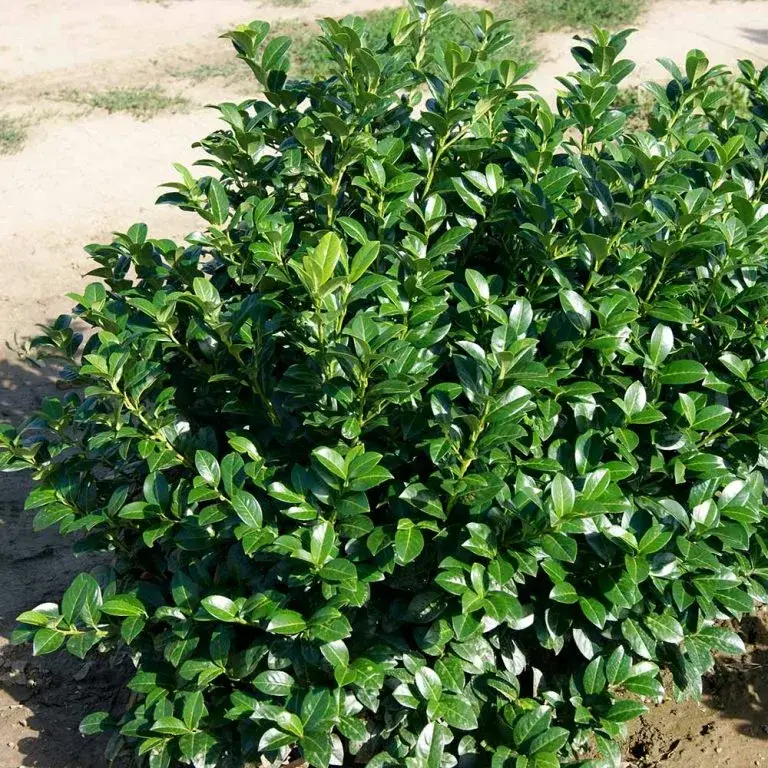 Green Goblet Laurel
