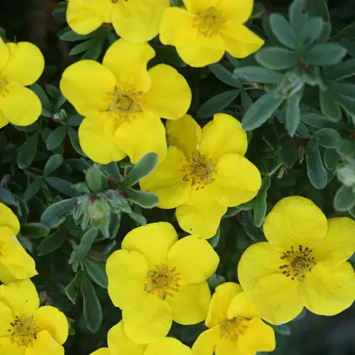 Yellow flowers of Potentilla Happy face Yellow